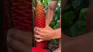 Shampoo ginger plant shorts nature facts [upl. by Birdt771]