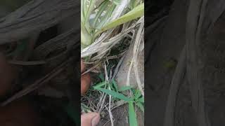 Yucca plant grow from cutting gardeing plants [upl. by Nomzzaj]