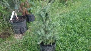 Serbian Spruce picea omorika from naturehillscom [upl. by Ahsaei621]