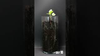 Radish Seed To Bulb Time Lapse  29 Days in 39 Seconds [upl. by Hackney578]