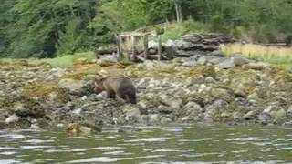 Orcas and Grizzly Bears [upl. by Atnomed]