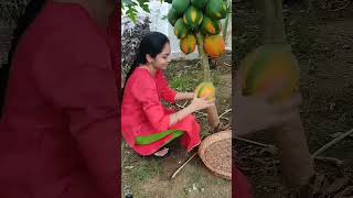 FRESH PAPAYA On GARDEN papaya nature shortsfeed agriculture [upl. by Leiruh]