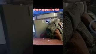 aquarium super aggressive fish for aquariumfish love aquariumlife aquariumhobby aquariumlife [upl. by Lennox228]