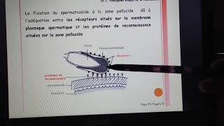 Le 2eme cours de biologie animale les étapes de la fécondation partie 23 [upl. by Novyat]