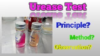 Urease Test Microbiology [upl. by Nylesaj]