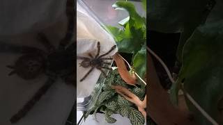 REHOUSING HETEROSCODRA MACULATA🇨🇭🕷 spider jumpingspider tarantula spinnen arachnid 귀여운 cute [upl. by Lien]