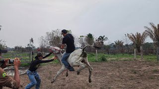 PRIMEIRA MONTARIA NO MEU NELORE Deu ruim saiu pulando feio [upl. by Beutner713]