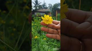 Touching signet marigold 🌼 Flower [upl. by Walt]