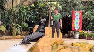 Splash Safari  Usher in a Year of Lóngevity  SINGAPORE ZOO [upl. by Fraze]