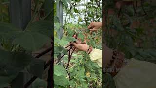 Harvesting red cowpea farming vegetables [upl. by Aiello]