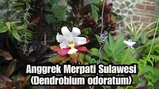 Anggrek Merpati Sulawesi Dendrobium odoratum [upl. by Naol]