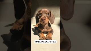 Maślane oczy u psów 🐶🥹 pies oczy dogeyes opieka pets piesek puppy [upl. by Ataner]