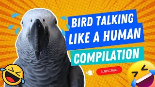 Bird Talking Like A Human Compilation 1  Gizmo the Grey Bird [upl. by Fafa]