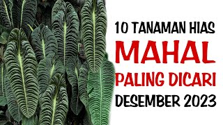 10 Tanaman Hias MAHAL Paling dicari di Bulan Desember 2023 [upl. by Krawczyk]