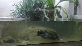 Mexican Giant Musk Turtle [upl. by Eseyt]