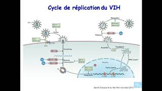 immunologie de linfection VIH partie 1 [upl. by Adnawat]