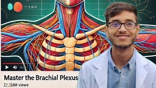 Brachial Plexus  Nerve supply of upper limb  Superior extremities  Anatomy bangla lecture [upl. by Roderica869]