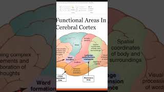 Connecting Wernicke and Broca Areas to produce language youtubeshorts youtube ytshorts [upl. by Remark648]