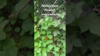 Nasturtium flowers everywhere ￼ [upl. by Annibo]