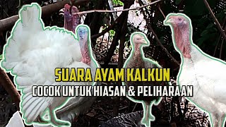 Suara Kalkun Jantan dan Fakta Unik yang Jarang Orang Tahu Ternyata Begini Aslinya [upl. by Einehpets]