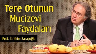 Tere Otunun Mucizevi Faydaları  Prof İbrahim Saraçoğlu [upl. by Rodenhouse453]