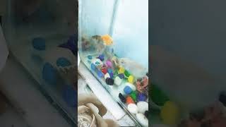 New fishies 🐠🐟🐠🐟 choudhary pets yt [upl. by Augy]