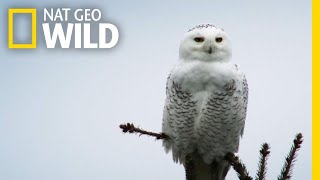 Silent Snowy Owl Attack  Alaskas Deadliest [upl. by Oilasor762]