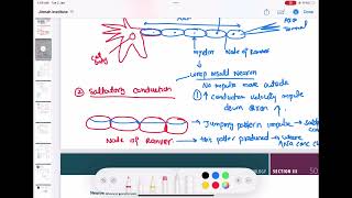 Myelin and saltatory conduction physiology neurology 17  First Aid USMLE Step 1 in UrduHindi [upl. by Kirstin680]