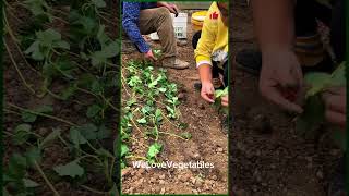 planting strawberries strawberry seedlings nursery base strawberry seedlings for sale [upl. by Stich]