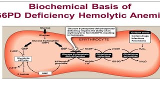 شرح G6PD [upl. by Wyler92]