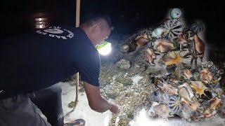 Mencari Kerang Dimalam Hari‼️Mendapatkan berbagai macam jenis kerang laut Langsung Di Bakar Dipantai [upl. by Torrin]