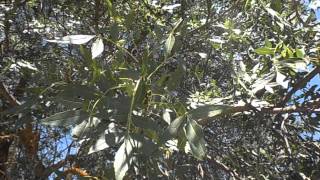 Hojas y frutos de FRESNO Fraxinus angustifolia wwwriomoroscom [upl. by Ehctav48]