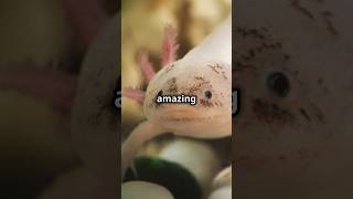 6 Amazing amp Surprising Facts About Axolotls [upl. by Riti551]