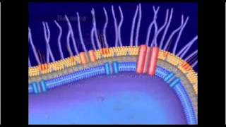 Mecanismo De Resistencia Bacteriana [upl. by Norean]