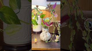 Decorating SpiderwortTurtle wine and Moneyplant in water shorts trendingshorts ytshorts [upl. by Esirtal]