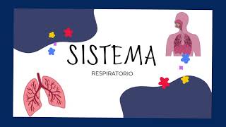 Sistema Respiratorio 🫁 [upl. by Rolecnahc606]