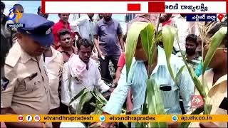 Fake Seeds Of Maize Crop  Vissannapeta Farmers Protest At NuzvidTiruvuru Road  NTR Dist [upl. by Coulombe446]