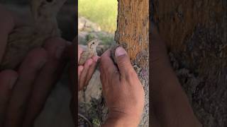 Irani chick feed Termites  teeter shortsviral animals Termites [upl. by Adnalro]