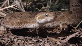 Sawscaled viper Indias top most venomous snake [upl. by Adaliah180]