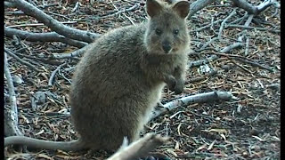 Quokkas Birth Cycle [upl. by Joannes479]