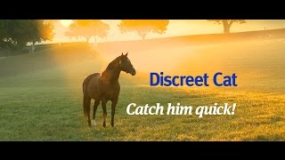 Discreet Cat the one to catch in 2016 [upl. by Yamauchi]