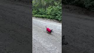 Senior Dachshund Goes For A Walk [upl. by Camile]