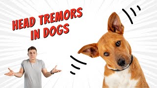 Idiopathic Head Tremors in Dogs [upl. by Denton]