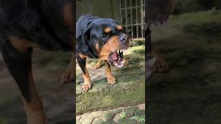 angry dog barking Compilation rottweiler angrydog funnyanimal angry funny angrypuppy videos [upl. by Marlow]