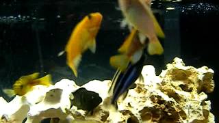 Feeding Brine Shrimp to African Cichlids [upl. by Chaunce]