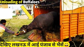 Unloading of Buffaloes of Punjab in LucknowUP  देखिए लखनऊ में आई पंजाब की शानदार दुधारू भैंसें😀 [upl. by Anaes]