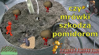 czy mrówki szkodzą pomidorom [upl. by Itram100]