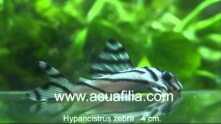 Hypancistrus Zebra L46 especial HD [upl. by Sybille]