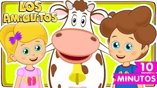 La Vaca Lechera 🐮 colección  Los Amiguitos Canciones Infantiles [upl. by Renba732]