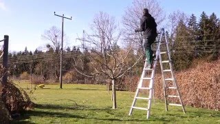 Apfelbaum richtig schneiden  Obstbaumschnitt  TUTORIAL  HD [upl. by Laicram648]